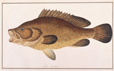 Oranje-gevlekte Grouper, uit Tekeningen van Vissen uit Malakka, c.1805-18 door Chinese School